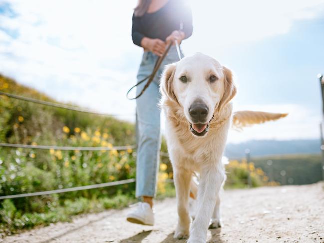 A Golden Retriever gets close up and personal with the camera while outdoors walking with his owner in a Los Angeles county park in California on a sunny day. Relaxation exercise and pet fun at its best.