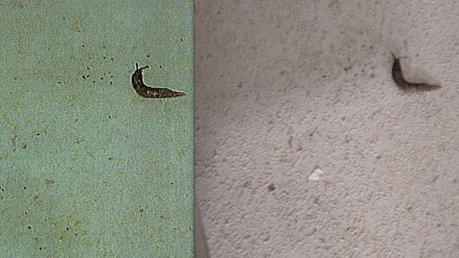 A photo (left) showing a slug allegedly found in the I Cook Foods facility in Dandenong that was sent to owners, compared to the original photo (right) taken during a health inspection.