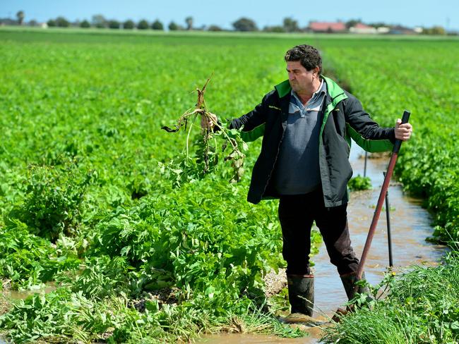 Virginia grower Dominic Catanzariti amid his brother’s destroyed crop of parsnips. Pic: Mark Brake