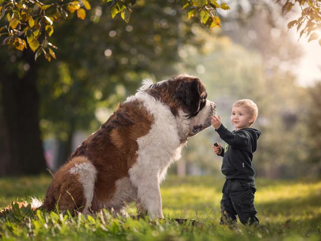 Sounds of silence ... Matthew and Misha the Saint Bernard. Picture: Little Kids and Their Big Dogs