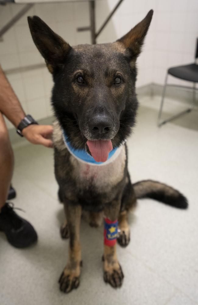 Police Dog Kaos recuperates after his stabbing. Photo: Queensland Police.