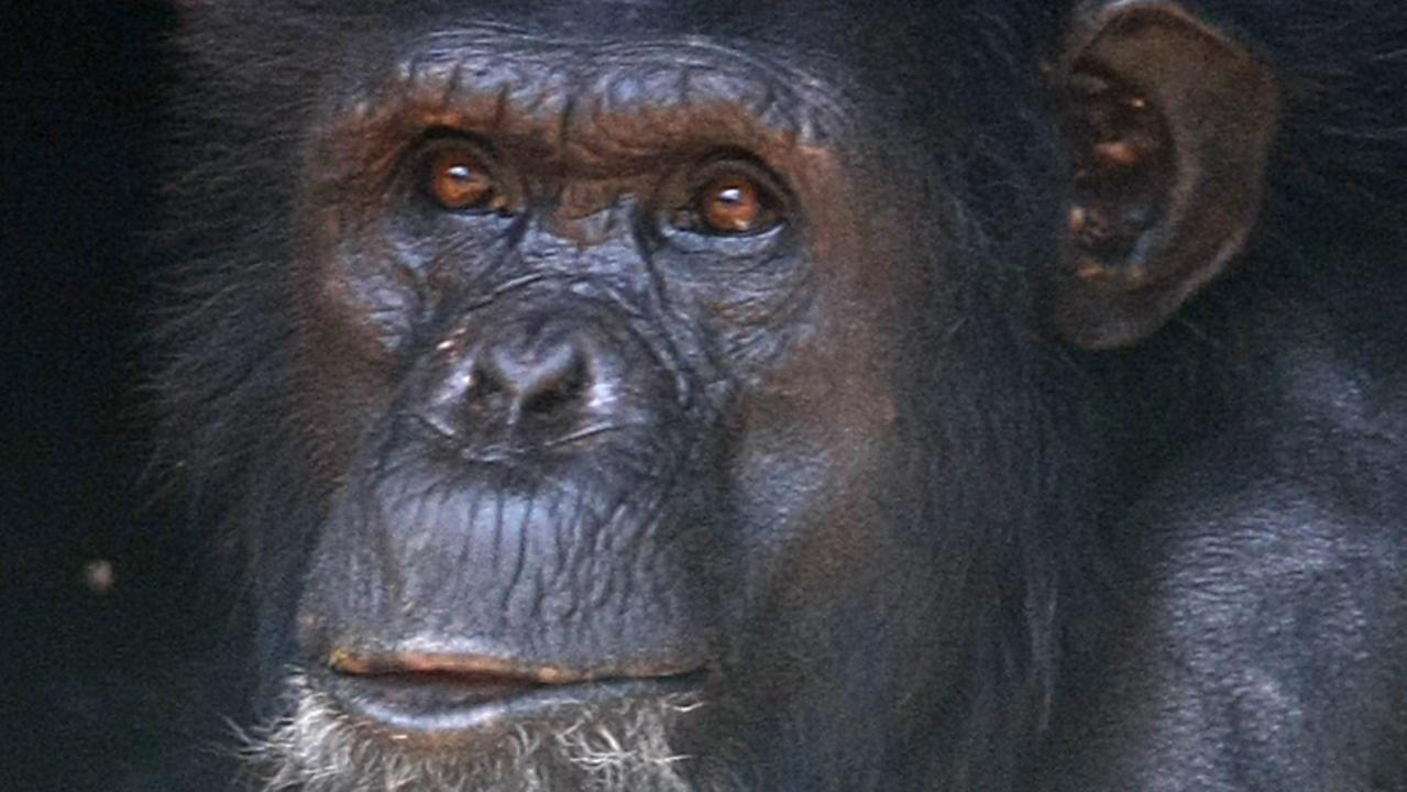 Chimpanzee escapes enclosure at Taronga Zoo | The Courier Mail