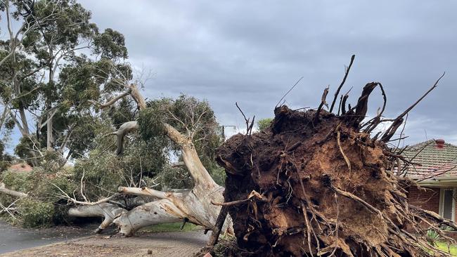 A massive tree uprooted in Glen Street, Burnside. Picture: Evangeline Polymeneas,