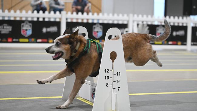 State of Origin for Dogs national titles. Saturday June 22, 2024. Picture, John Gass