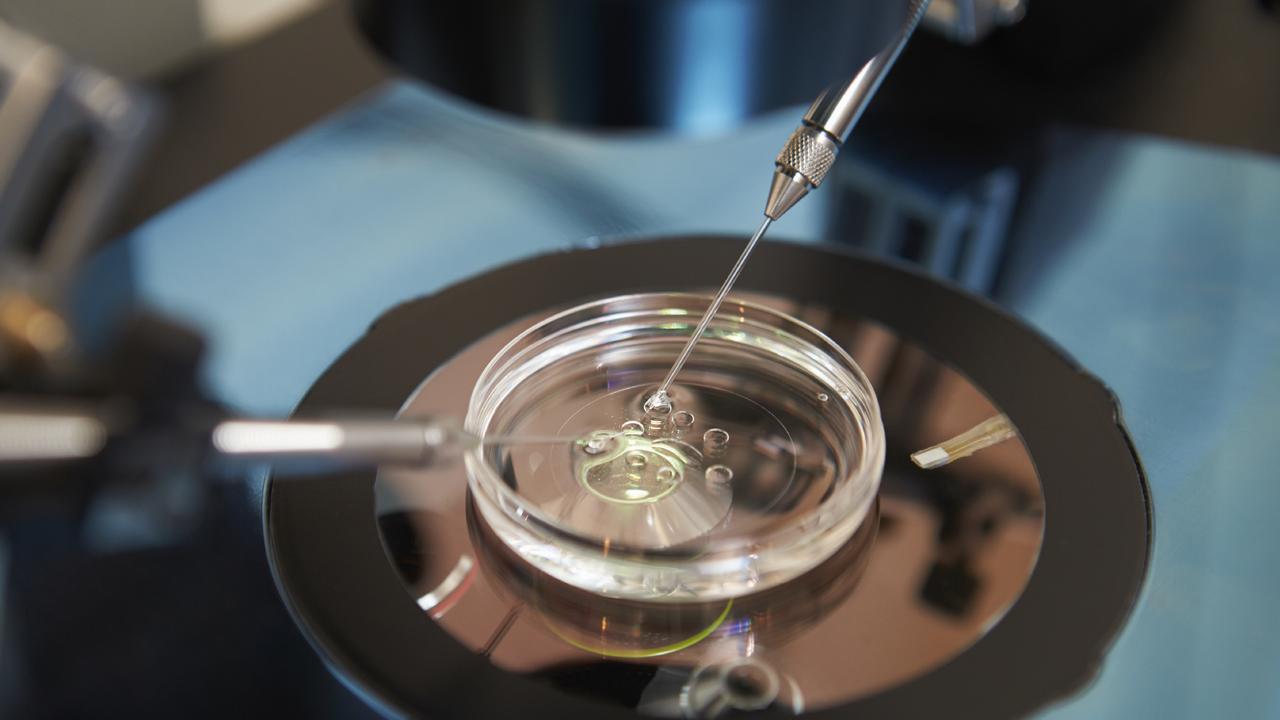 Laboratory Fertilization Of Eggs In IVF Treatment