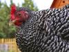 Barred rock chicken in free range yard