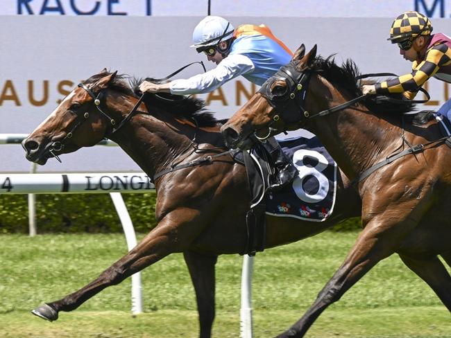 State Of America looks hard to beat again when he heads to Rosehill on Wednesday. Picture:Bradley Photos