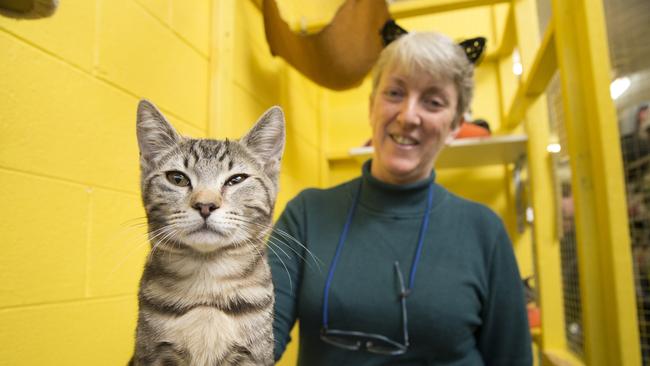 FairDinkum Pet Supplies and its cat adoption centre may have to