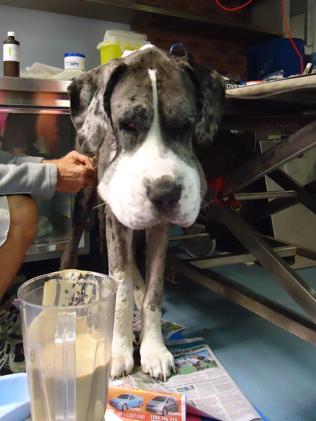 Frankie the great dane defies death to become veterinary medical ...