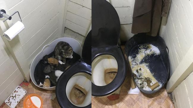 Some of the pictures taken by the RSPCA of the conditions animals were living in on Anthony Zink's property.