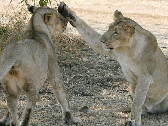 (FILES) In this picture taken on December 10, 2007, Asiatic Lions (Panthera leo persica) sit in scrubland near the village of Sasan on the edge of Gir National Park, some 480kms south-west of Ahmedabad. An endangered lion that survives only in the Gir Forest of western India has increased in number to more than 400 due to decades of conservation work, officials in the state of Gujarat announced. The Asiatic Lion once roamed across southwest Asia but is now restricted to the 1,410 square kilometre (545 square mile) Gir National Park and Wildlife Sanctuary and surrounding jungle areas.  AFP PHOTO/RAVEENDRAN/FILES