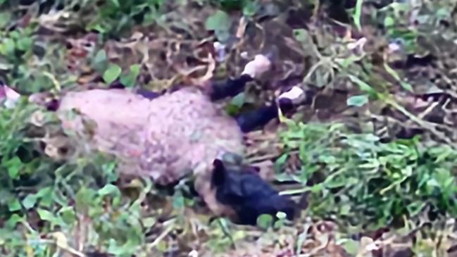 Springbrook resident John Hall was left devastated after wild dogs killed four of his sheep. Picture: Supplied