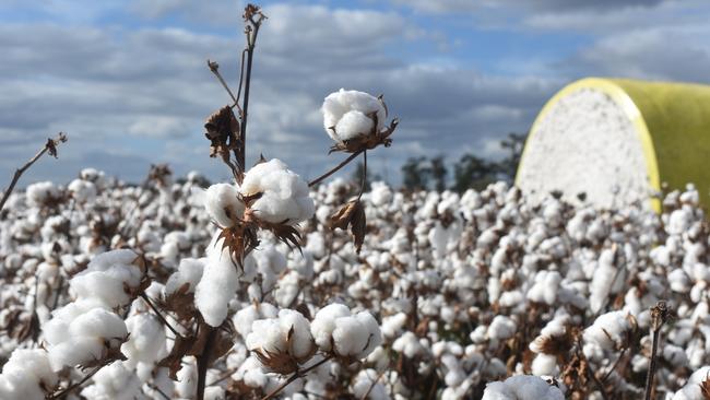 Tolarno Station owner Rob McBride has warned of the dangers of ‘big cotton’.