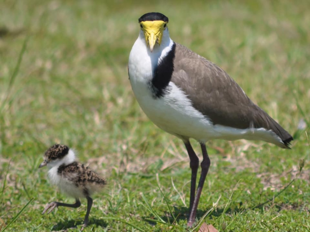 Baby plover and its mum. Picture: Simone Shelton