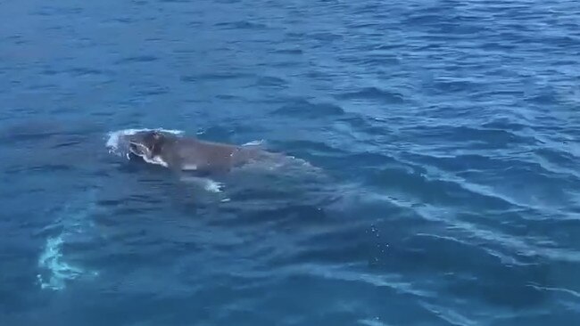 Baby whale swimming on top of its mamma in Whitsunday waters. Photo: Janessa Ekert