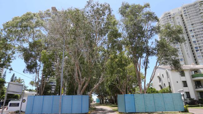 There are fears these trees are in danger of being cleared to make way for a tower development. Picture: Mike Batterham