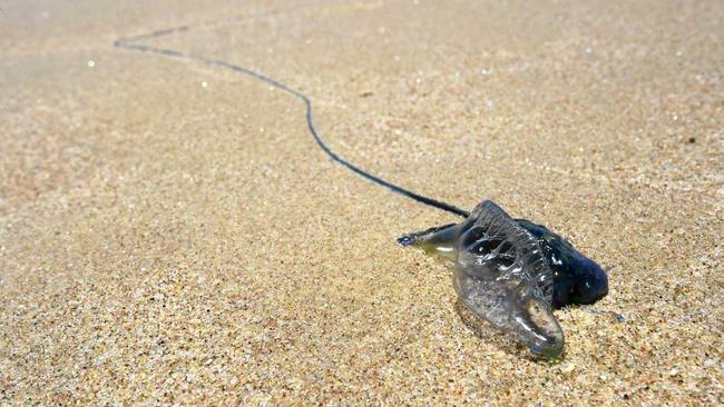 STINGERS: Beach goers were treated for bluebottle stings over the weekend. Picture: Marc Stapelberg