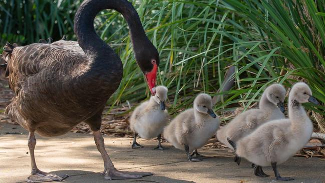 One of the swan parents with the four cygnets. Picture: Lyn Fletcher