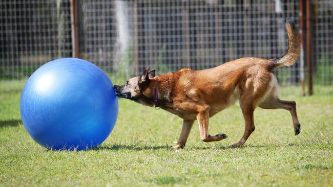 Belgian shepherd malinois Inka has a nose for treibball.