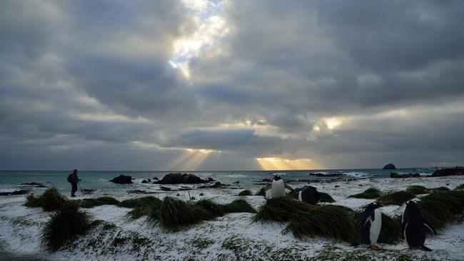 Ranger Andrea Turbett checks on the Macquarie Island penguin population. Picture: PETER LAYT.