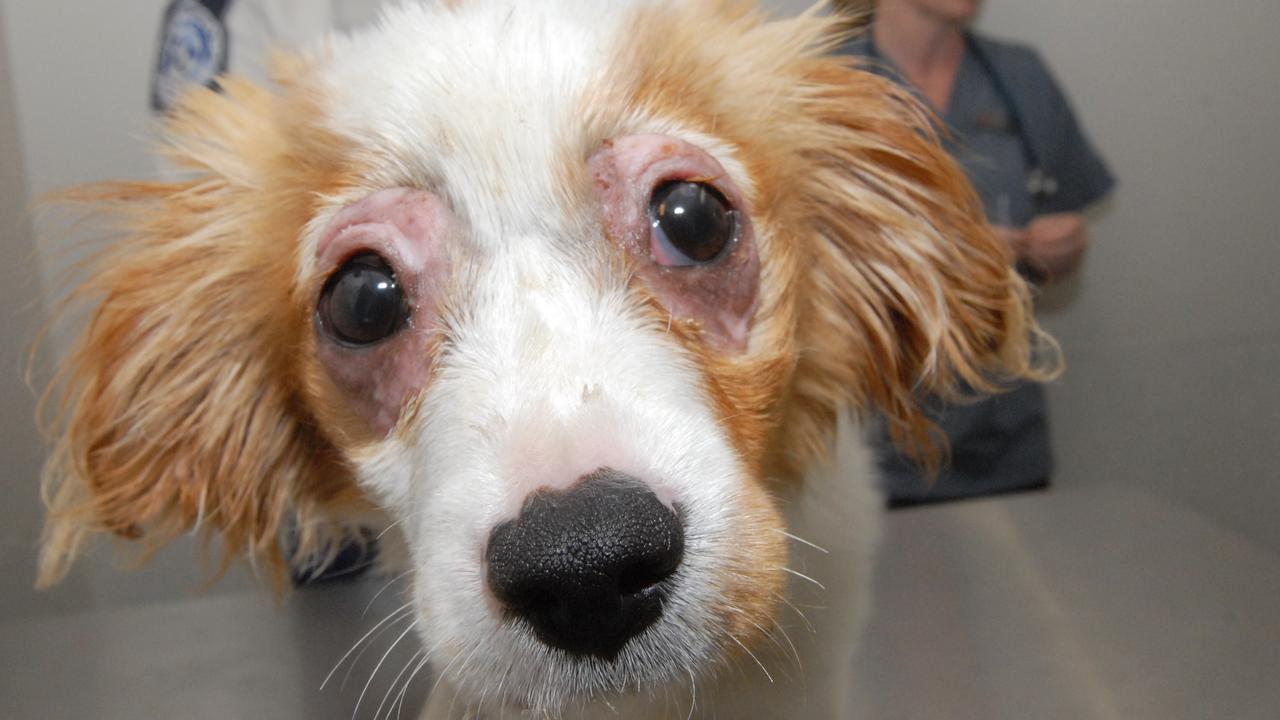 Sticky, whose eyes were glued shut, survived what was possibly one of the worst cases of animal cruelty in Queensland. Photo Peter Holt / Daily Mercury