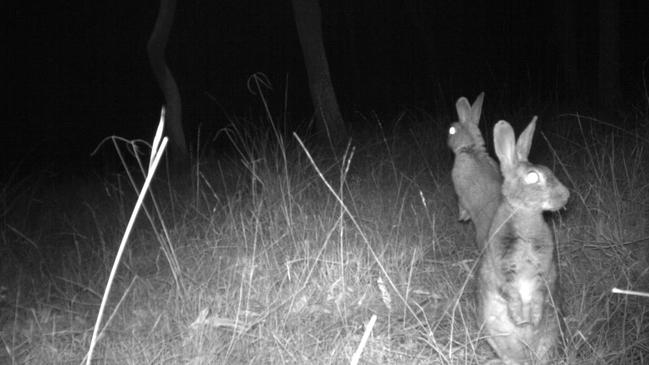 Rabbits caught on infra-red cameras.