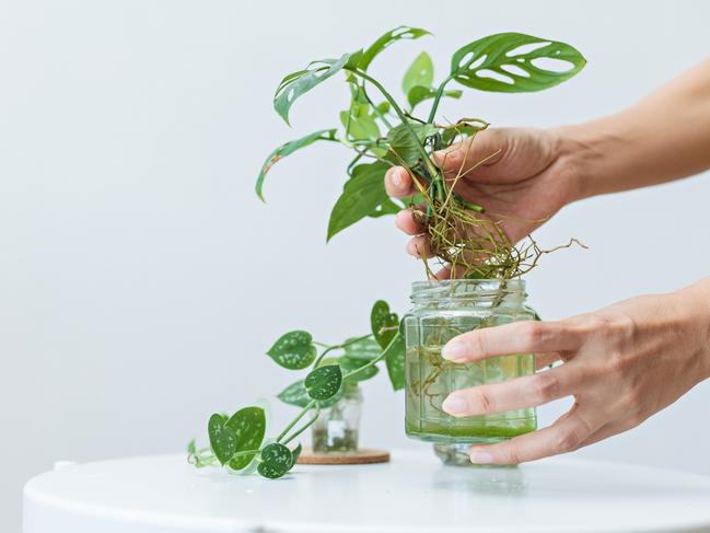 EMBARGO FOR TWAM 21 MAY 2022. FEE MAY APPLY. , SPEAK TO MAGAZINE PICTURE DESK FOR REUSE.  Close up Asian woman showing the healthy root of mini Monstera indoor plant at home during weekend leisure