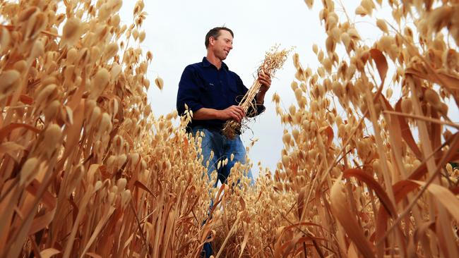 Farmer Wayne Thomas grows a strain of oats which is ideal for use by companies such as Uncle Toby's.