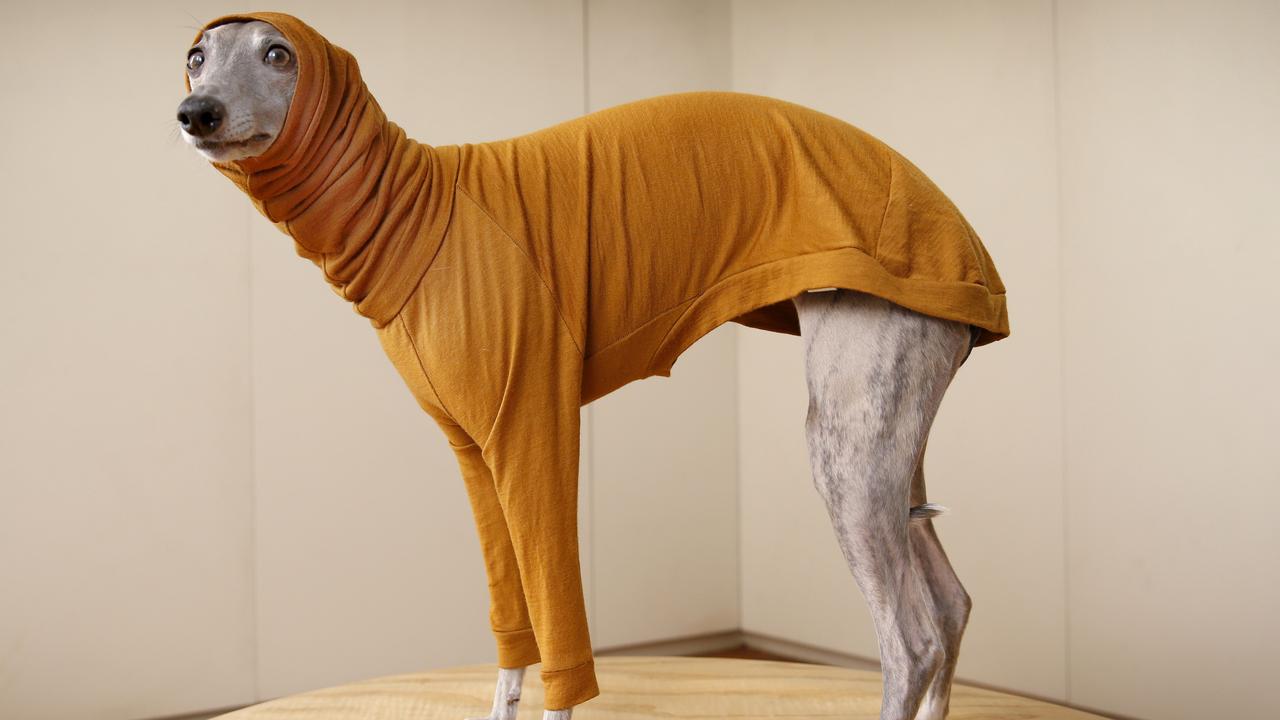 Greyhound snood outlet australia