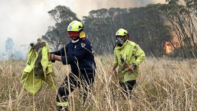 Fire-fighters rescue a frightened koala from a bushfire at Bora Ridge in northern NSW.