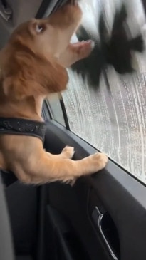 Puppy can't get enough of the car wash