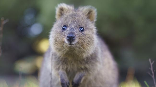 HIBERNATION **ONE TIME USE** Award-winning Aussie (Perth-based) photographer, Alex Cearns, has been travelling to Rottnest Island to photograph quokkas for her upcoming book,  A Quokka’s Guide to Happiness. Coming out December.  Picture: Alex Cearns