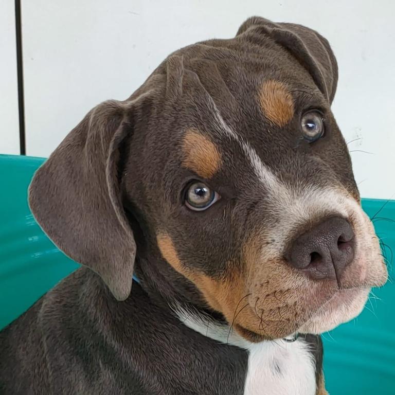 Taytoe: Kym Cardiff's 4 month old Bulldog x Staffy