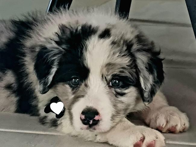Koda: Leisha Kelly's 8 week old Black Merle Border Collie pup