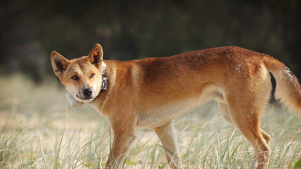 Wildlife rangers are investigating after a boy was bitten on the back by a dingo at K’gari, with new details revealing the youth was helped by nearby fishermen during the attack. Picture: Liam Kidston