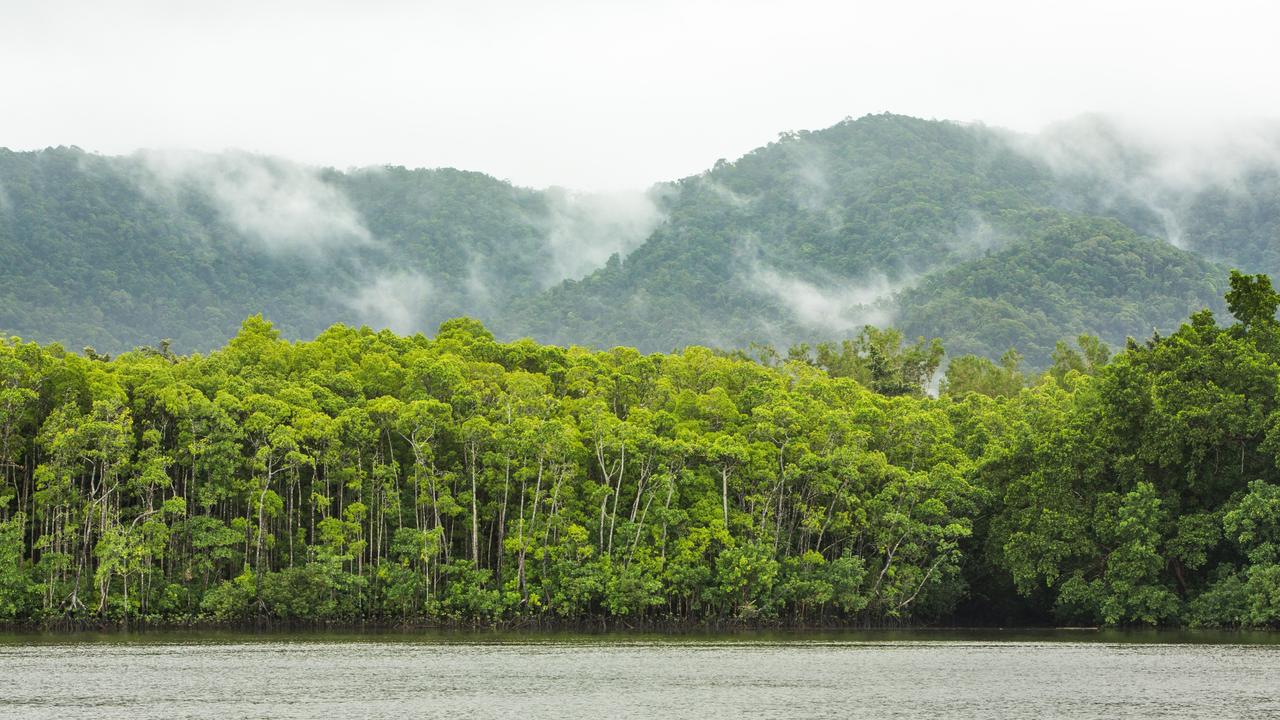 The Daintree River could swell to 9m later today. Picture: Andrew Tallon