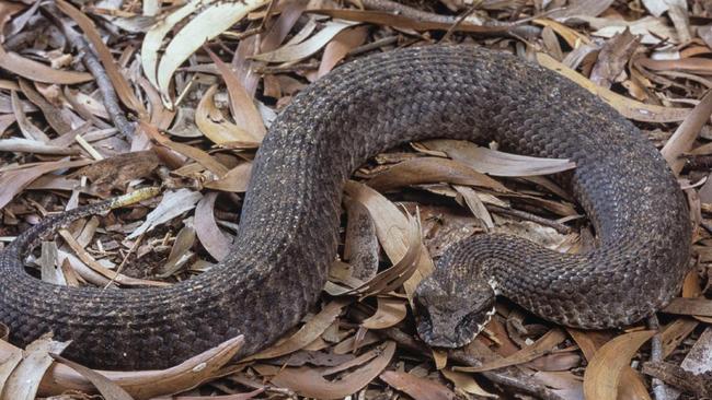 A woman in Western Australia has died of suspected snake bite.