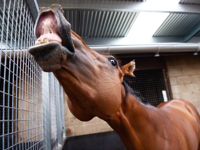 Everest sleeper? The talented Graff at Kris Lees’ Newcastle stables.