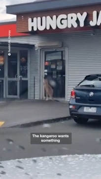 Kangaroo tries to break into Hungry Jacks store