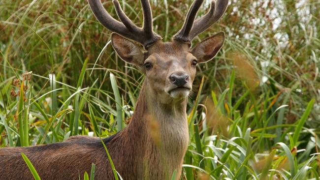 Feral red deer in the Grampians in Victoria. Picture: Steve Morvel