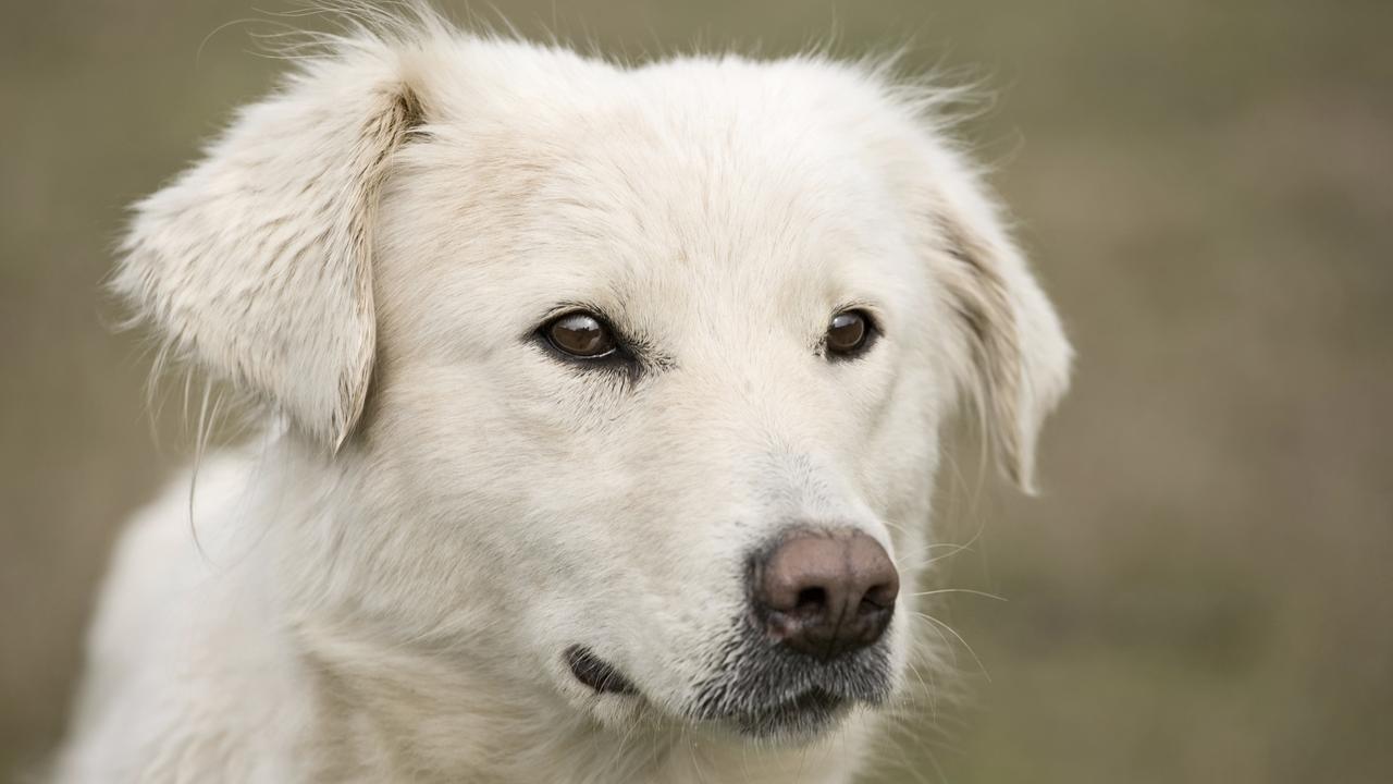 Dog owners are being warned to be vigilant in the City of Port Phillip.