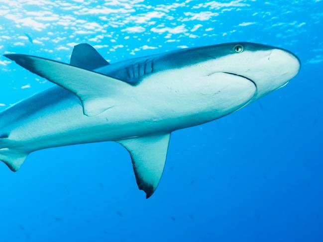 Blacktail Reef Shark Carcharhinus amblyrhynchos in the Light, Blue Corner, Palau, MicronesiaPhoto - istockEscape 7 April 2024Palau