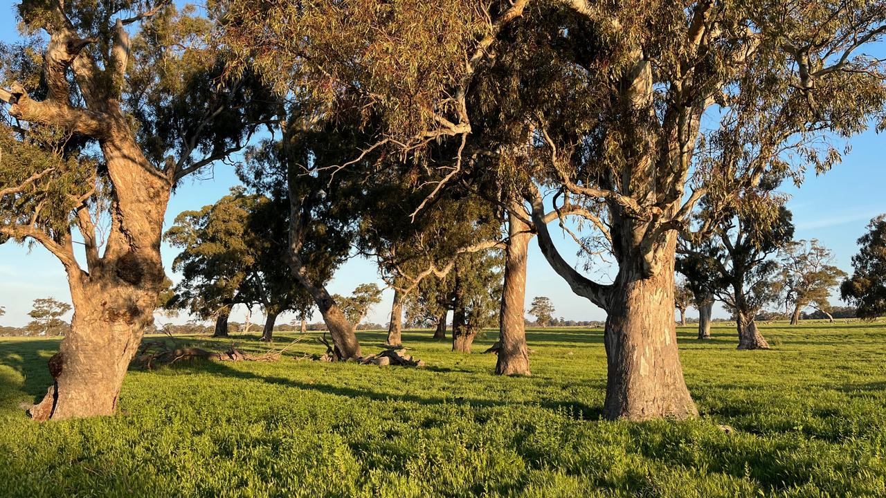 Some 300-year-old red gums on the Limestone Coast. Picture: Supplied