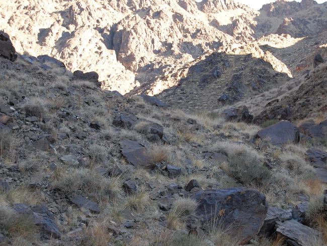 Can you spot the snow leopard in this picture? Picture: Pen News.