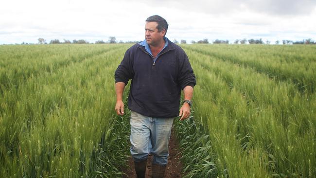 Narrabri grain grower Matt Norrie inspects his wheat crop, a quarter of which he has already lost to floods. Picture: Charlie Peel