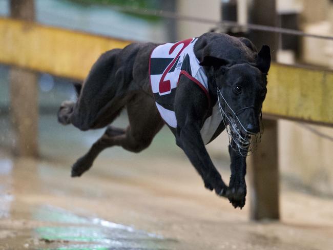 Premier Mike Baird is expected to put his controversial laws to ban greyhound racing in NSW before parliament this week but is still weighing whether to wait until the next sitting on August 23.