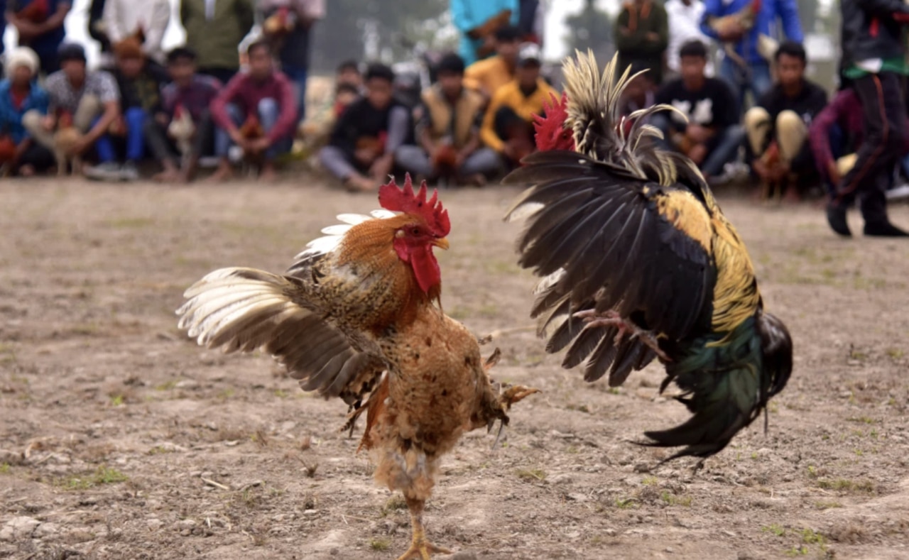 Illegal Cockfight Rooster In India Kills Owner After Slashing His Groin
