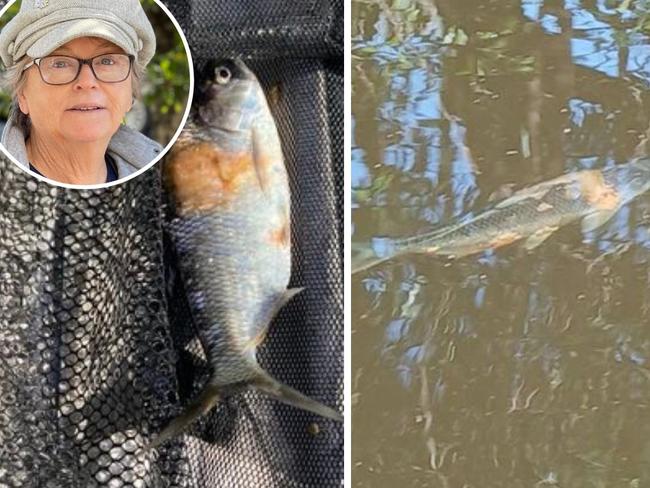 ‘Alarming’: Mystery over sick fish at planned pumped hydro site