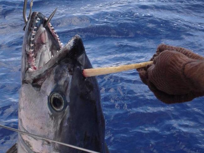 The fish appeared to have completely recovered from the injury. Picture: Kim Haskell