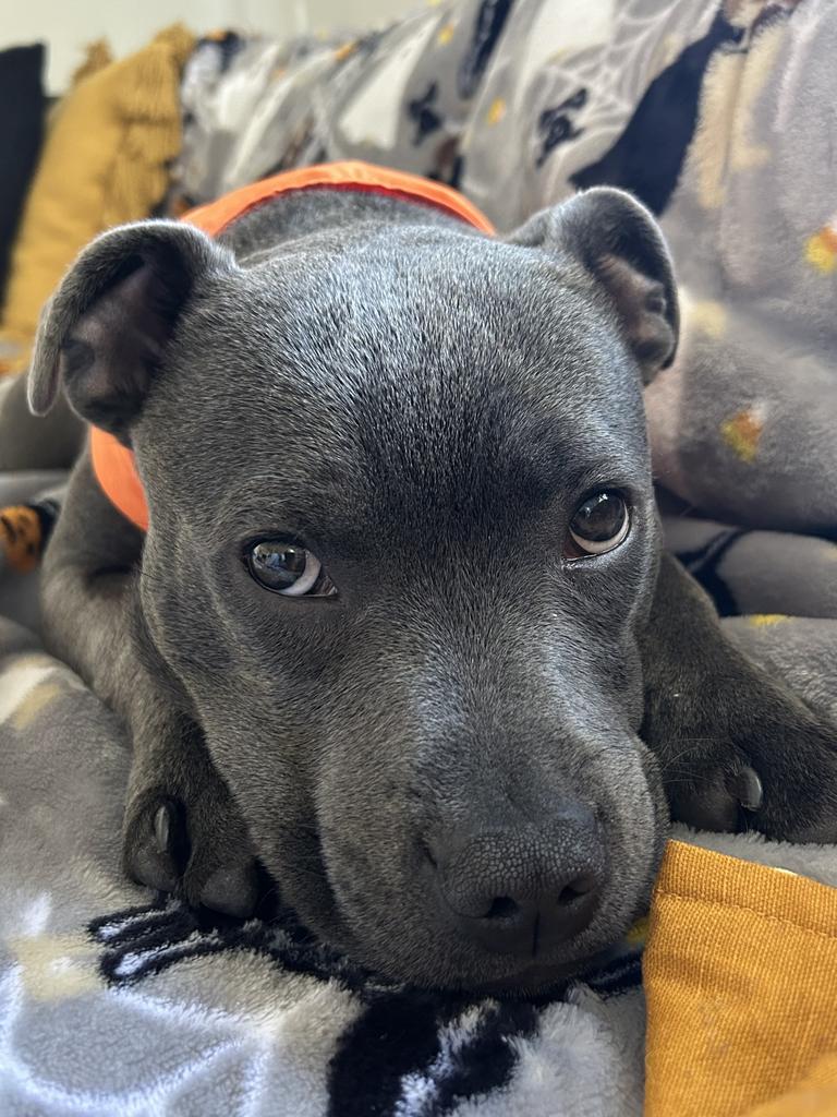 Blue clearance nose staffy